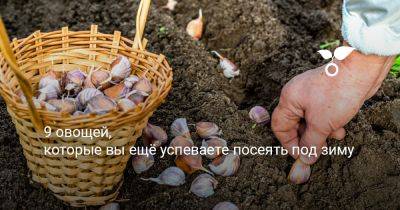 9 овощей, которые вы ещё успеваете посеять под зиму - botanichka.ru