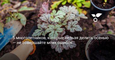 5 многолетников, которые нельзя делить осенью — не совершайте моих ошибок - botanichka.ru