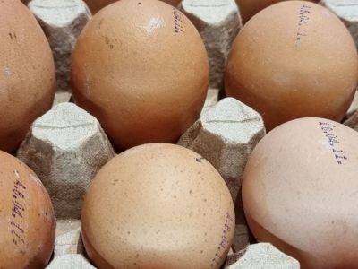Как использовать яичную скорлупу без вреда для растений: почему крупные куски — это опасно - belnovosti.by
