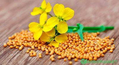 Как выбрать самые быстрые сидераты для осени? - agro-market.net