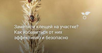 Заметили клещей на участке? Как избавиться от них эффективно и безопасно - botanichka.ru