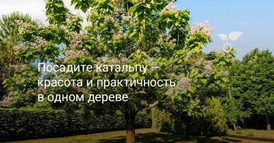 Посадите катальпу — красота и практичность в одном дереве - botanichka.ru - Сша