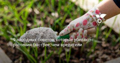 9 народных советов, которые убивают растения быстрее, чем вредители - botanichka.ru