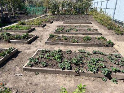 Зачем делать «ленивые» грядки: почему постоянное перекапывание земли уничтожает ее плодородие - belnovosti.by