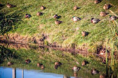 Как привлечь на участок птиц, которые съедят всех гусениц: какой домик и кормушка работают безотказно - belnovosti.by