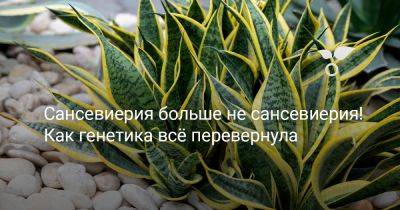 Сансевиерия больше не сансевиерия! Как генетика всё перевернула - botanichka.ru - Индия - Sansevieria