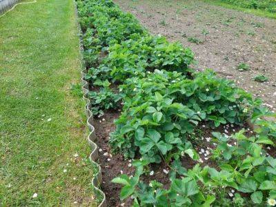 Зачем сажать календулу в междурядьях клубники: какой запах не переносят долгоносики и нематоды - belnovosti.by