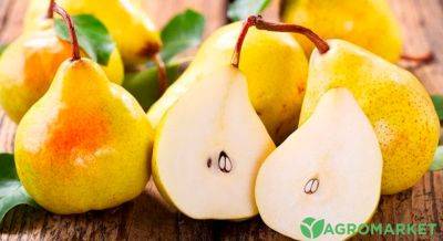 Какие лучшие сорта груш устойчивы к болезням? - agro-market.net