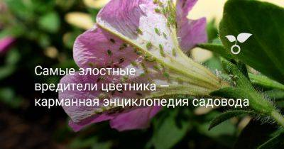 Самые злостные вредители цветника — карманная энциклопедия садовода - botanichka.ru