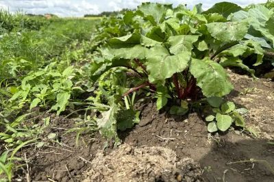 После какой культуры в почве не остается ничего: черный перечень самых «прожорливых» растений - belnovosti.by