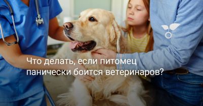 Что делать, если питомец панически боится ветеринаров? - botanichka.ru