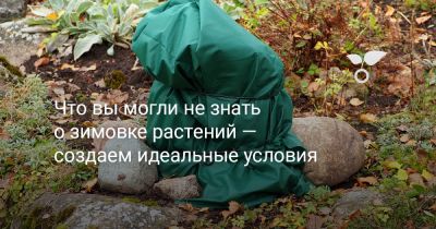 Что вы могли не знать о зимовке растений — создаем идеальные условия - botanichka.ru