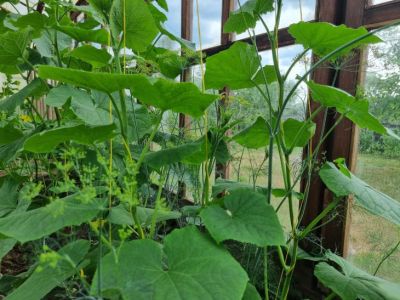 Как заставить несладкие огурцы стать сладкими: простой агроприем для дачников и не только - belnovosti.by