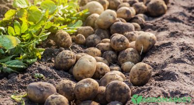 Как правильно отбирать картофель на семена? - agro-market.net