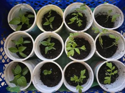 Зачем поливать рассаду дрожжевой водой: эффект, который виден уже через 3 дня - belnovosti.by