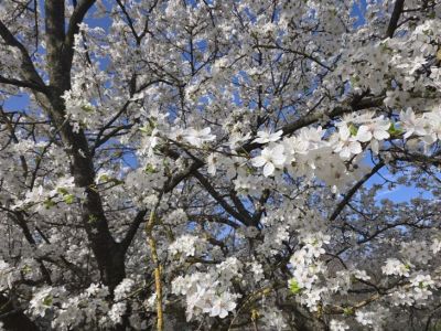 Что делать, если во время цветения стоит дождливая погода: как помочь опылению, когда нет пчел - belnovosti.by