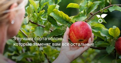 3 лучших сорта яблонь, которые заменят вам все остальные - botanichka.ru