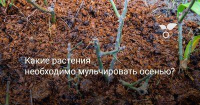 Какие растения необходимо мульчировать осенью? - botanichka.ru