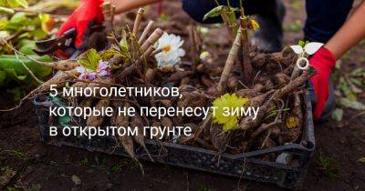 5 многолетников, которые не перенесут зиму в открытом грунте - botanichka.ru