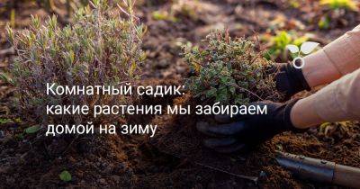 Комнатный садик: какие растения мы забираем домой на зиму - botanichka.ru