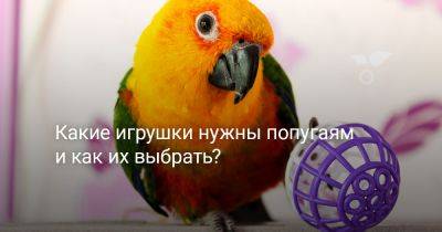 Какие игрушки нужны попугаям и как их выбрать? - botanichka.ru