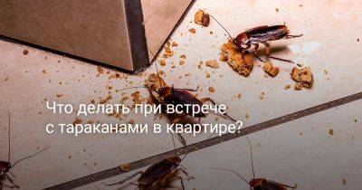 Что делать при встрече с тараканами в квартире? - botanichka.ru