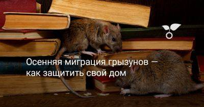 Осенняя миграция грызунов — как защитить свой дом - botanichka.ru