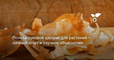 Польза луковой шелухи для растений — личный опыт и научное объяснение - botanichka.ru