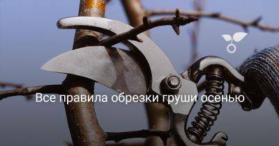 Все правила обрезки груши осенью - botanichka.ru
