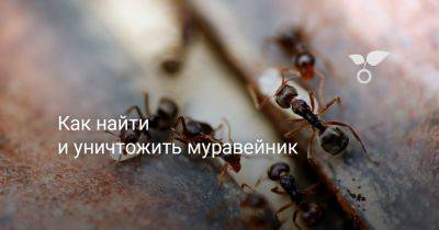 Как найти и уничтожить муравейник - botanichka.ru