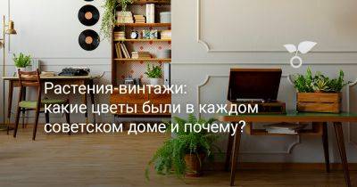 Растения-винтажи: какие цветы были в каждом советском доме и почему? - botanichka.ru