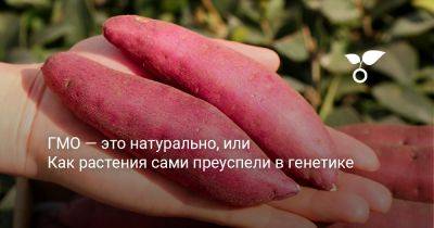 ГМО — это натурально, или Как растения сами преуспели в генетике - botanichka.ru - республика Коми