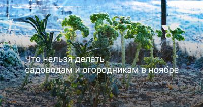 Что нельзя делать садоводам и огородникам в ноябре - botanichka.ru