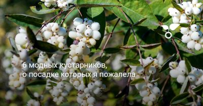 6 модных кустарников, о посадке которых я пожалела - botanichka.ru