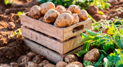 Какой картофель опасно употреблять в пищу? - agro-market.net