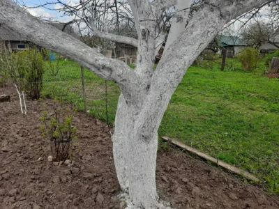 Почему на старых деревьях пустоцвета больше: как омолодить яблоню, чтобы вернуть ей урожайность - belnovosti.by