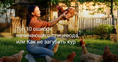 10 ошибок начинающего птицевода, или Как не загубить кур - botanichka.ru