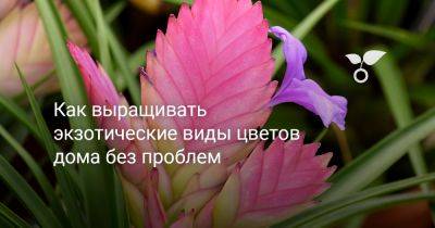 Как выращивать экзотические виды цветов дома без проблем - botanichka.ru - Англия - Юар