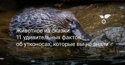 Животное из сказки: 11 удивительных фактов об утконосах, которые вы не знали - botanichka.ru