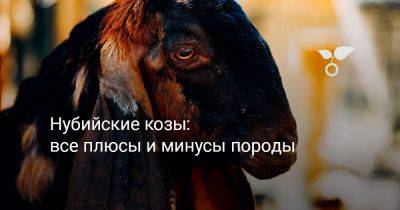 Нубийские козы: все плюсы и минусы породы - botanichka.ru - Англия - Россия - Сша - Австралия