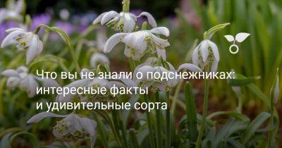 Что вы не знали о подснежниках: удивительные сорта и интересные факты - botanichka.ru - Турция