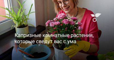 Капризные комнатные растения, которые сведут вас с ума - botanichka.ru