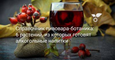 6 растений, из которых готовят алкоголь — секреты спиртных напитков - botanichka.ru - Россия - Сша - Канада