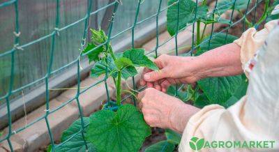 Какие овощи нуждаются в подвязывании? - agro-market.net