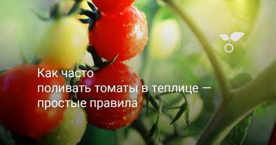 Как часто поливать томаты в теплице — простые правила - botanichka.ru