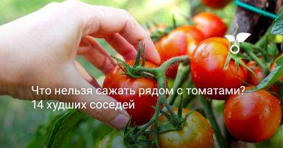 Что нельзя сажать рядом с томатами? 14 худших соседей - botanichka.ru