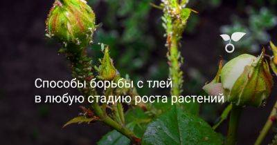 Способы борьбы с тлей в любую стадию роста растений - botanichka.ru