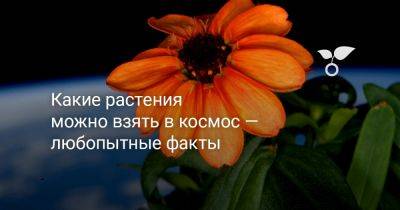 Какие растения можно взять в космос — любопытные факты - botanichka.ru