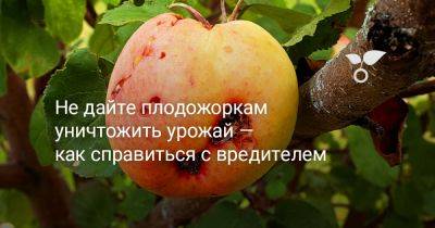 Не дайте плодожоркам уничтожить урожай — как справиться с вредителем - botanichka.ru