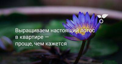 Выращиваем настоящий лотос в квартире — проще, чем кажется - botanichka.ru - Китай - Индия